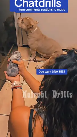 Dog want to do a DNA test. #reels #trending #fyp #viral  #tiktokcomments 