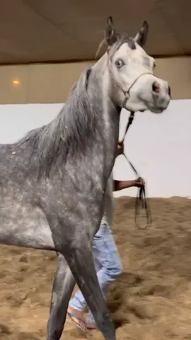 #خيل_وخياله🐎 
