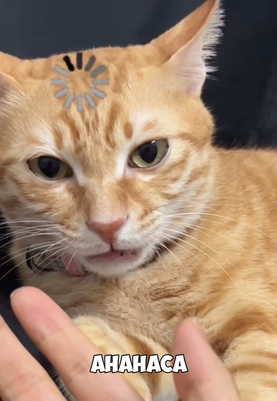 Глюки кота в реальной жизни 🐾