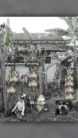 Hp mengubah segalanya 🥀#kucinglucu #fyp #memekucing 