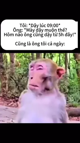 Đào lại mêm #meme #xh