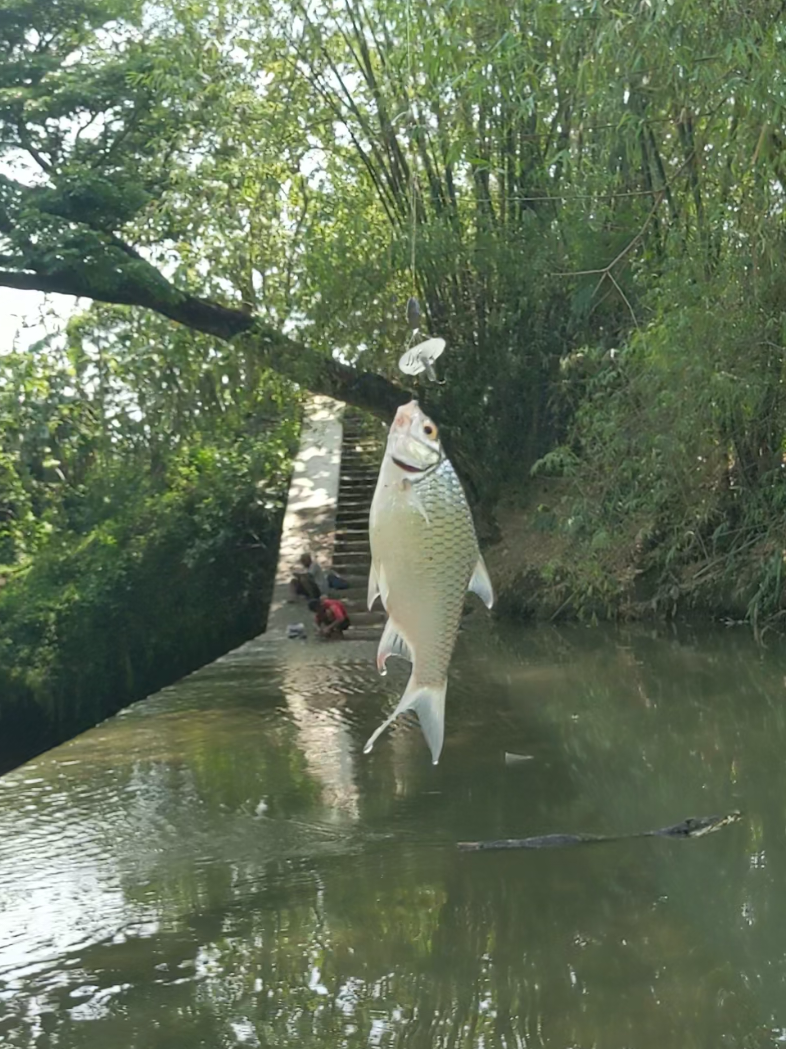 Uji nyali mancing awan, jam iwak biasane ora mangan. #microfishing #mancingmagetan #mancingmadiun #spotmancingbader 