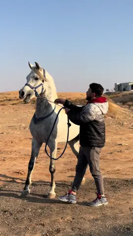 #سعد #خيل #مروان #خيل_عربي_اصيل🐎🐎 #كسبلور_explor 