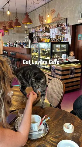 Not just a café, but a heartfelt project 🫶🏻 Here you can enjoy delicious coffee and food, and even adopt cats – as the owner helps stray cats find a loving home 🐾😻  @DASHOUSE  DAS HOUSE Café & Bar 📍 Gumpendorfer Str. 51, 1060 Vienna Austria #cat #cafe #viennacafe #viennatravel #wien 