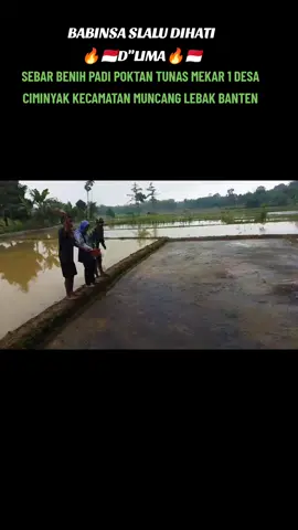 Bersama Penyuluh  Pertanian,Mantri Tani Desa dan Ketua Kelompok Tani Tunas Mekar 1,Kp Bagu Desa Ciminyak,Kecamatan Muncang ,Kabupaten Lebak Banten, melaksanakan Sebar Benih Padi. @babinsaslaludihati #koramil0308muncangkodim0603lebak #tniprima🔥💪🇮🇩 #sebarbibitpadi#bersamarakyattnikuat #tiktokviral 