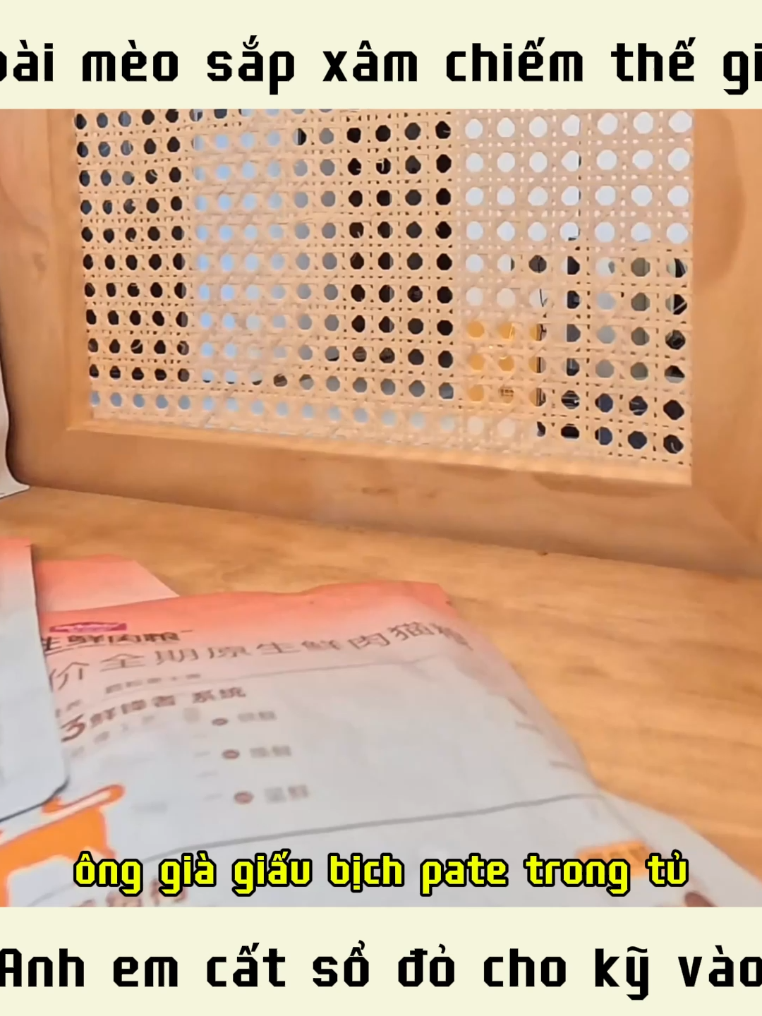 anh em cất sổ đỏ kỹ vào nha, nhất là tụi mèo cam #cat #funny #pet