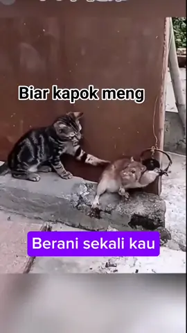 #tiktokviral #videolucu #meongcute😹 #fyp 