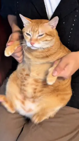 Miaww #cat #catsoftiktok #cats #fyp #kucing     ❣️: 虎皮诞糕