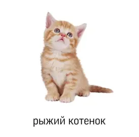 ТГК: Человек-арбуз #котики #котята #hopecore #собачки 