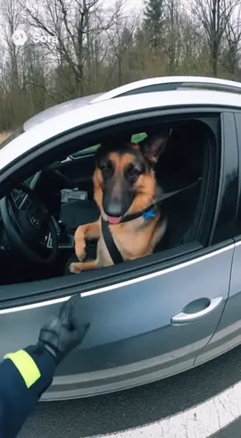 Hund flüchtet vor Polizei #polizei 