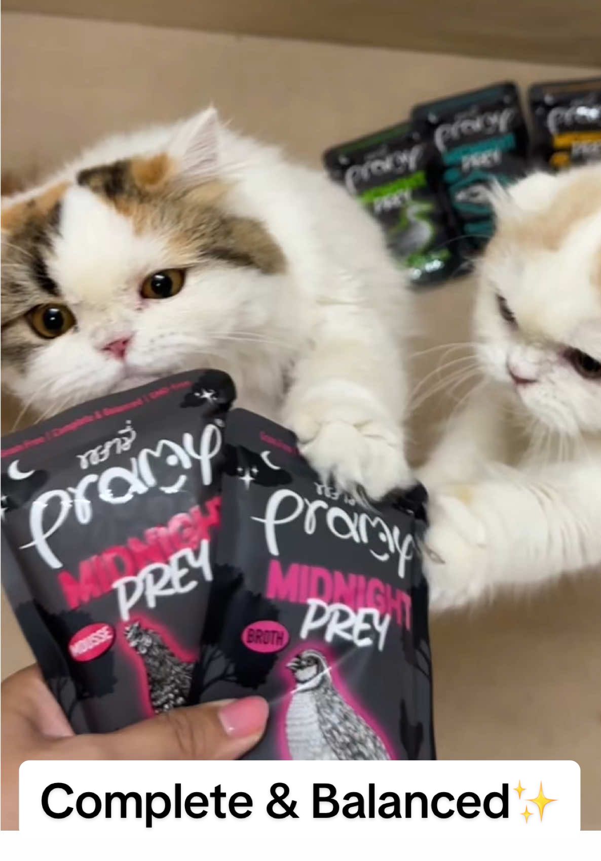🐱 Pramy Midnight Prey อาหารเปียกสูตร Complete & Balanced ✔️ ทานเป็นมื้อหลักได้จริงตามมาตรฐาน AFFCO 🍖 โปรตีนสูง 11% จากเนื้อสัตว์แท้ + เครื่องใน (กึ๋น ตับ หัวใจ) แหล่งทอรีนธรรมชาติ 🍃 Grain Free | 100% Human Grade | GMO Free 💧 ไม่เติมเกลือ ไม่เติมน้ำตาล ✨ เสริม 3 น้ำมันบำรุงขน & ผิว (Sunflower, Coconut, Krill oil) 🍽️ มี 6 สูตร ทั้งเนื้อชิ้นในน้ำซุป & เนื้อมูสเนียนนุ่ม 👉 สุขภาพดี ครบถ้วน อร่อยทุกวัน 🛒 #อาหารแมวพรามี่  #พรามี่เลข07  #อาหารเปียกแมว  #Pramycat