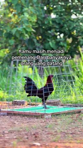 #fypシ゚ #masukberandafyp #katakata #maduraviral #bismillahfyp 