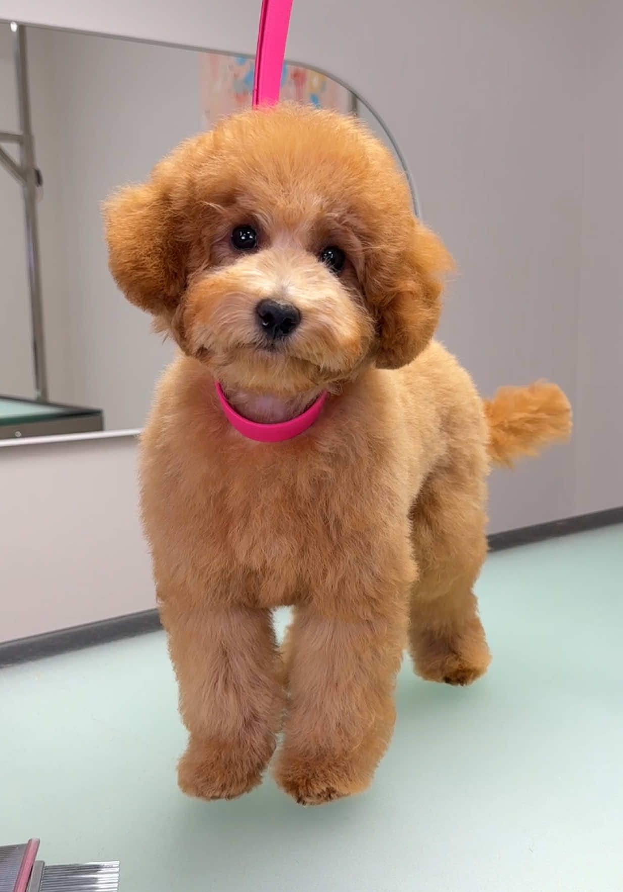Those first grooming sessions and gorgeous lashes ✂️🐾🫶🏻 #doggrooming #doggroomer #doggroom #dogtok #dogsoftiktok 