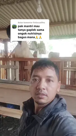 Membalas @firdausalifnz #bolopeternakindonesia #ternak #peternakan #sorotan #fyp 