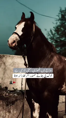 HAN G💀.      #foryoupage #viralditiktok #poetrystatus #lines🔥 #unfreezemyaccount 