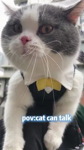 Interesting cats say strange things#FunnyCats #CatLoversUnion #FunniestPetStories #CatsOnTikTok #AnimalFunnyVideos