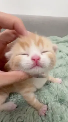 🥰🥰🥰#catlover #catbaby #cute #kitten #littlekitten 