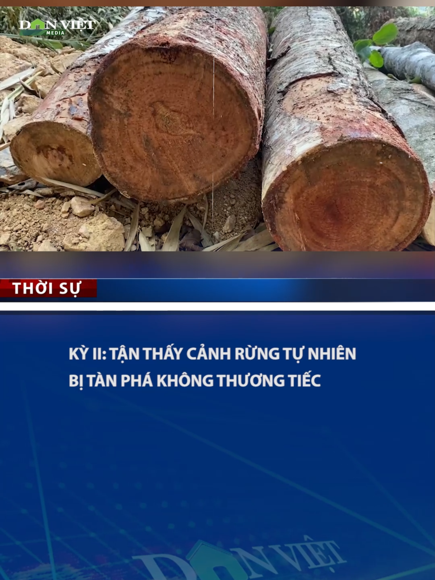 Kỳ II: Tận thấy cảnh rừng tự nhiên bị tàn phá không thương tiếc #tiktoknews #danviet #onhaxemtin #pharung #dieutra #Langson