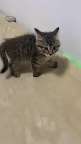 #keşfet #catsoftiktok #cat #fyp #kitten 