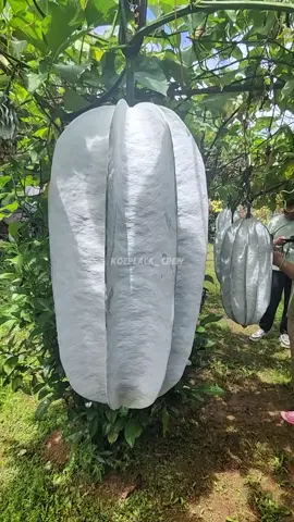 belimbing