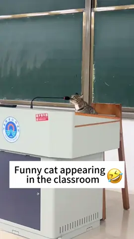 Funny cat in the classroom 🐈🤣🤣🤣#funnycat #cat #funnyvideos #funnytiktok #funny #catsoftiktok #tiktokcats #tiktok #Foryou #lovetiktok #usa 