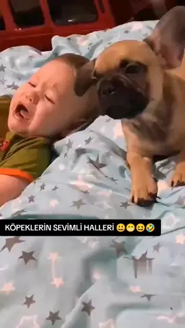 Köpeklerin Sahipleriyle Sevimli Komik Hâlleri 