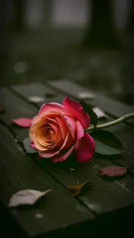 Meri zindagi k raz m ek raz tum b ho #❤️❤️❤️❤️❤️❤️❤️❤️❤️❤️❤️❤️❤️ #❤️❤️❤️❤️❤️❤️❤️❤️❤️❤️❤️❤️❤️ #❤️❤️❤️❤️❤️❤️❤️❤️❤️❤️❤️❤️❤️ #❤️❤️❤️❤️❤️❤️❤️❤️❤️❤️❤️❤️❤️