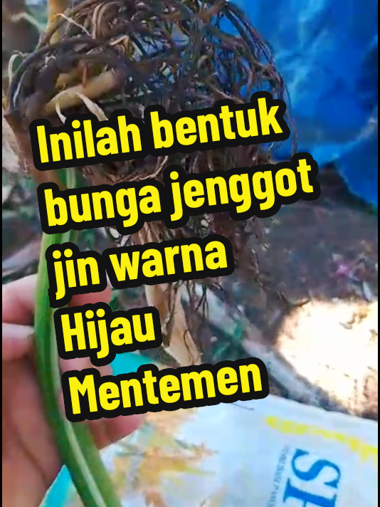 inilah bentuk bunga jenggot jin warna Hijau, dan warna kuning dan putih bentuk nya juga sama #bunga350juta #roesydi_alkarimy #fyppppppppppppppppppppppp #fypage bunga jenggot jin 350 juta bunga jenggot jin bunga jenggot jin asli jenggot jin bentuk bunga jenggot jin