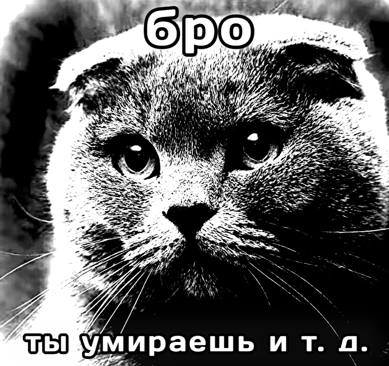 Британский вислоухий кот - это порода домашних кошек, отличающаяся характерным строением ушей, загнутых вперёд и вниз, что придаёт животному мягкое, округлое и особенно миловидное выражение мордочки. Такая форма ушей является результатом естественной мутации хряща и считается основной породной особенностью. Эти кошки известны также под названием шотландская вислоухая (Scottish Fold), однако в обиходе часто используется и словосочетание «британский вислоухий», поскольку они внешне и по характеру схожи с британскими короткошёрстными. По внешнему виду британский вислоухий кот — это компактное, крепкое животное с округлой головой, крупными глазами и густой, плюшевой шерстью. Его телосложение мощное, но пропорциональное, лапы короткие и сильные, хвост средней длины. Цвет шерсти может быть самым разнообразным — от классического серо-голубого до кремового, белого, шоколадного или даже серебристого. Характер у британских вислоухих котов спокойный, уравновешенный и дружелюбный. Они отличаются независимостью, но при этом очень привязаны к хозяину, любят ласку и внимание, не склонны к агрессии и легко адаптируются к домашним условиям. Эти кошки прекрасно уживаются с детьми и другими животными, что делает их отличными питомцами для семьи. С точки зрения ухода, британский вислоухий кот не требует особых условий содержания. Основной уход заключается в регулярном вычёсывании шерсти, чистке ушей (которые из-за их формы требуют особого внимания), сбалансированном питании и профилактических ветеринарных осмотрах. Особое внимание следует уделять здоровью суставов и ушей, поскольку из-за генетической особенности породы возможны хрящевые деформации. Таким образом, британский вислоухий кот — это грациозное, доброжелательное и очаровательное животное, сочетающее в себе утончённую внешность, мягкий характер и лёгкость в содержании. Он символизирует домашний уют и спокойствие, а его выразительная мордочка с «улыбающимся» взглядом делает его одним из самых любимых породистых котов в мире.