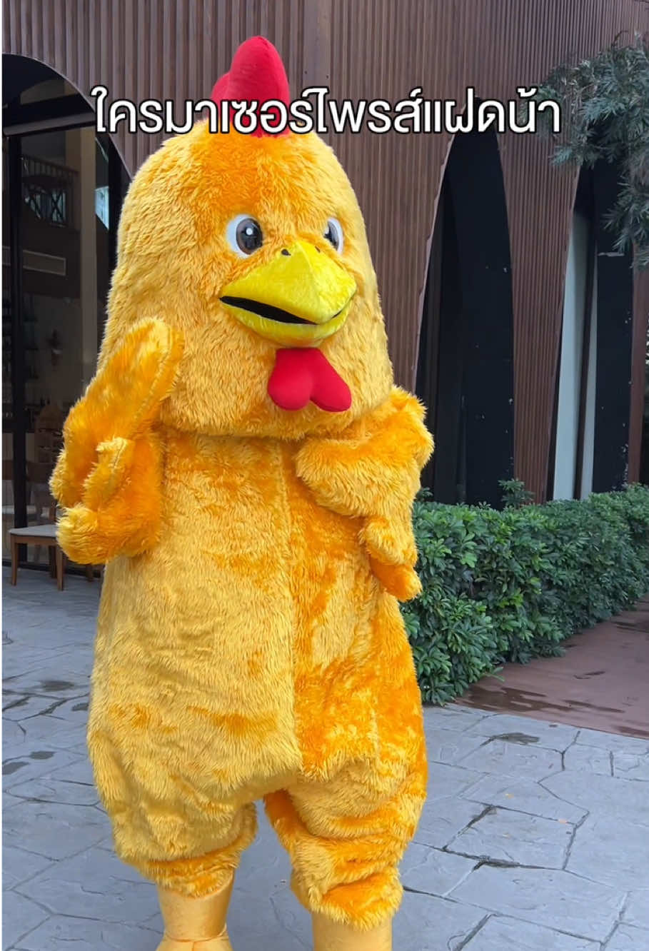 ไก่เถื่อนเห้อมาเซอร์ไพรส์ต้าวแฝด #ต้าวแฝดโซลโมเน่ 