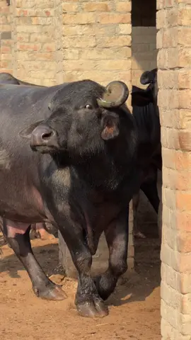 Sultan#foryouviralvideo #nilibreedjuttdariyfarm #mashallah #trending 