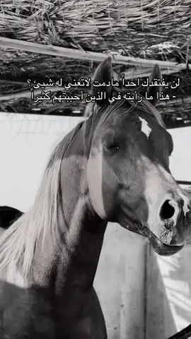 #خيل_وخياله🐎 #viral #fyp #اقتباسات #اكسبلورexplore 