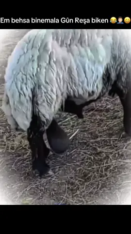 Binemala Gûn Reşa 😂🤦🏻‍♂️