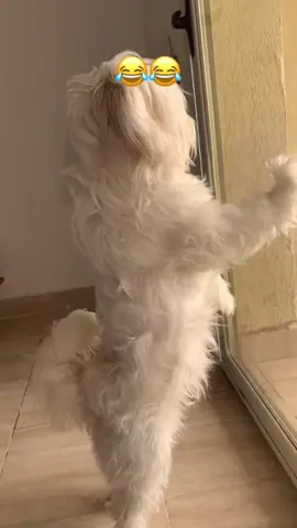 مطابق للمواصفات 😂