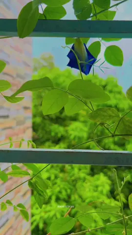 Fvt song💙🌿 #CapCut #unfrezzmyaccount #foryou #view200k✌️ #viralvideo 