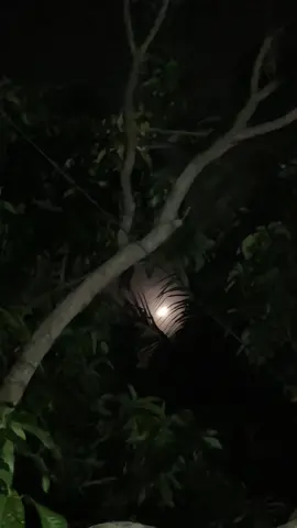 চোখের দেখায় না পেলে'ও , মনের দেখায় রোজ তোমারে দেখি..!!😊🖤   #fyp #foryou #moon_lover_29 #videography #moon 