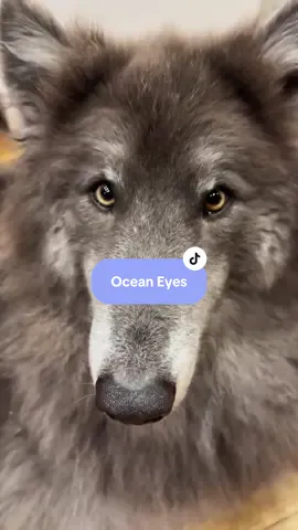 Those Ocean Eyes 💙🐺 A song made for her @My Blue Wolf #oceaneyes #wolf #wolfdog #snoot #cutedog 