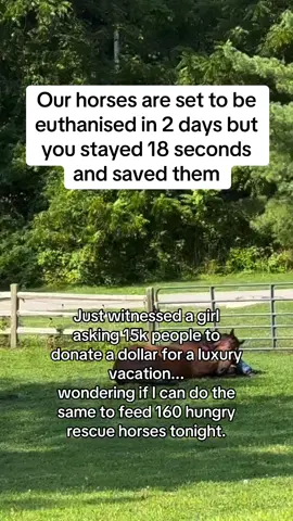 Every kind comment would mean a world to me #horses #shelter #sanctuary #animalsoftiktok #horsefarm  