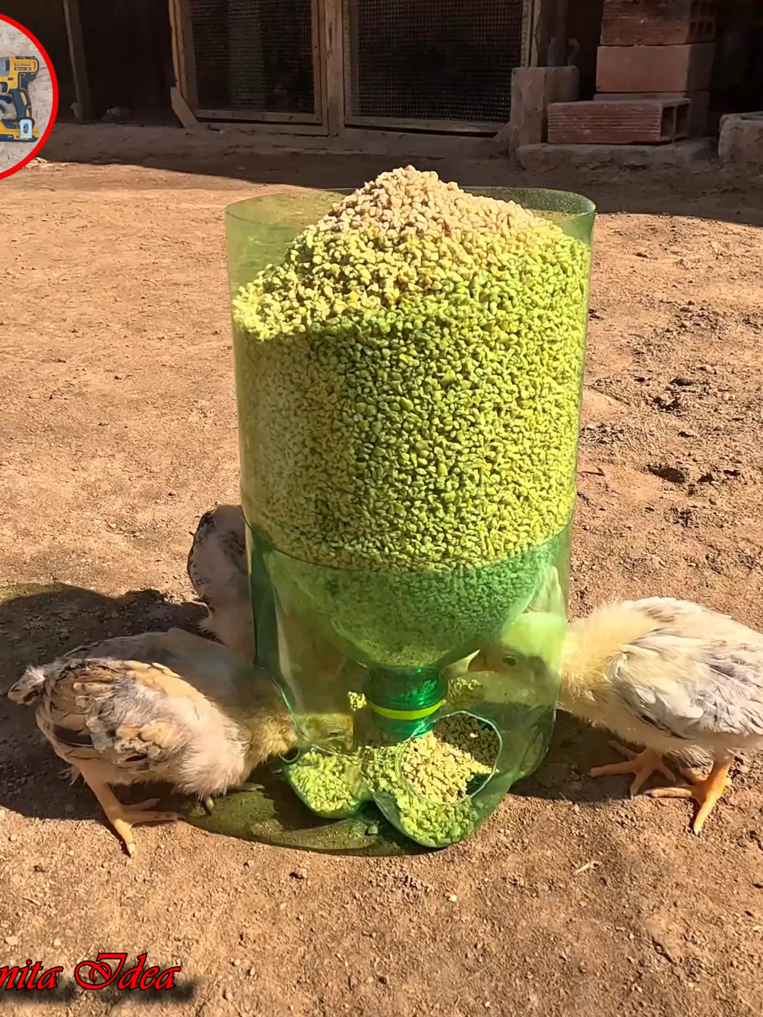 Mira Como hacer este Comedero Automatico para criar a tus Pollitos 🐣🐥 hecho solo con una botella de gaseossa descartable♻️