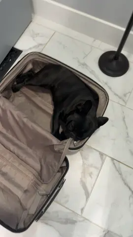 #3labsandaFrenchie #frenchie #frenchiesoftiktok #frenchbulldog #tinydictator 