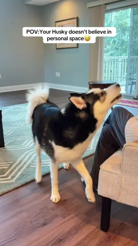 Personal space, What’s that?😊#huskylife #siberianhusky  @kiba.sikandar  @kiba.sikandar  @kiba.sikandar  