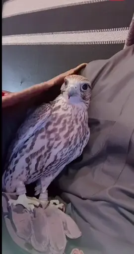 راقه لي