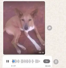 #afrikatiktok #humourciv😂🇨🇮 #rire_tiktok chien baoulé 😂😂😭