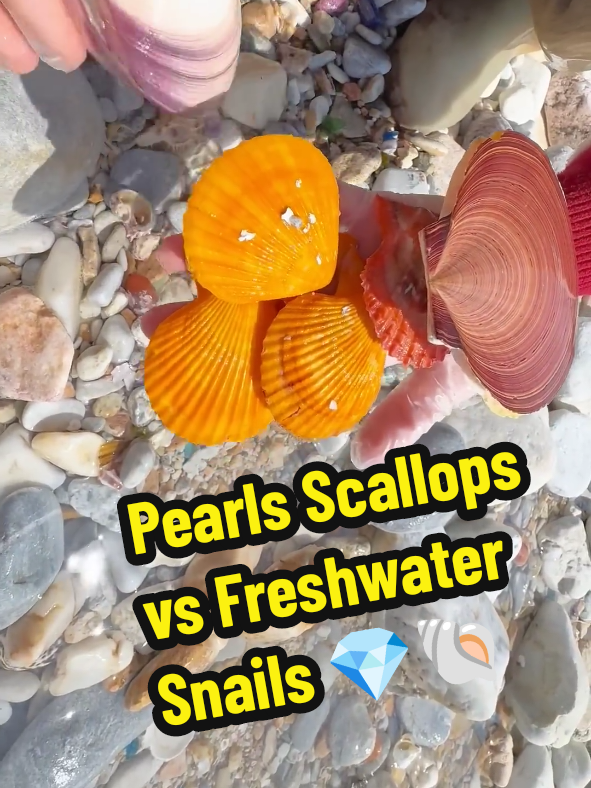 Pearls Scallops vs Freshwater Snails 💎🌈 #pearls #shells #clams #conch #gemstones 
