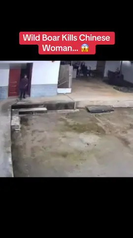 Wild Boar Kills Chinese Woman… 😱