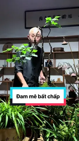Cứ phải gọi là đẹp  #viral #caybonsai #caycanh #câycảnhbonsai #caydepthiennhien 