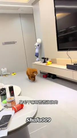 #粉丝一千万#dog#funnydog#foryou#fyp 
