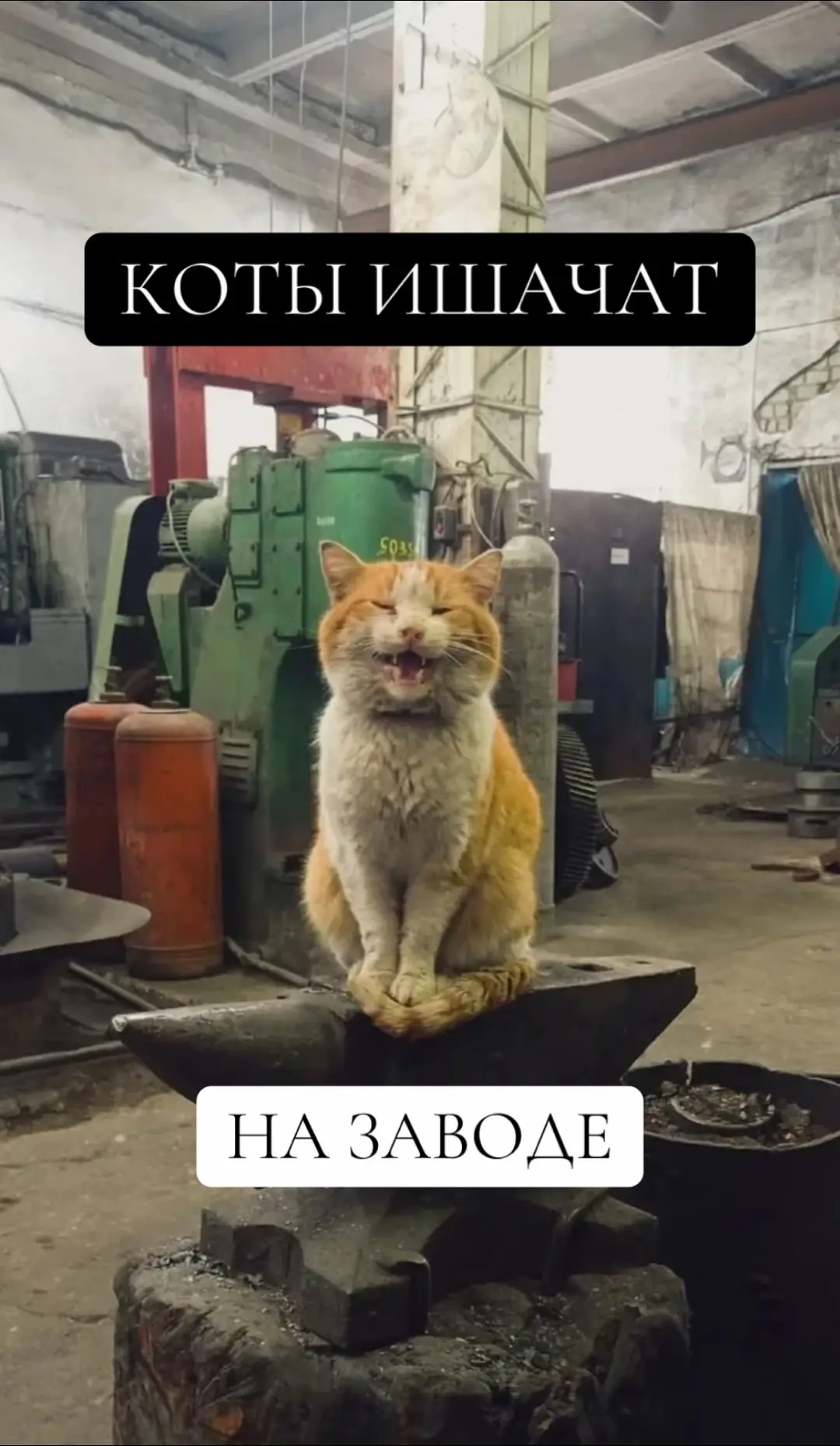 #коты #завод #cat #on #rge
