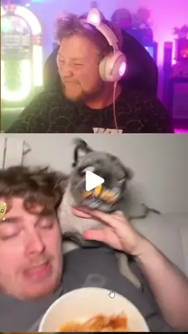 ALBEEEEEEEÄRRR 😭😂 #fyp #dog #herrcurrywurst #streamer #cyril Cr. @cyril