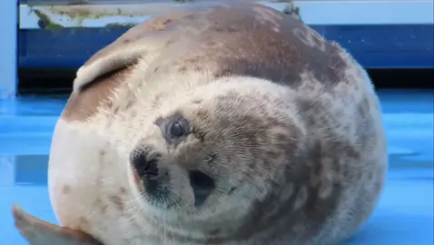 mashiro! Thankyou all so much for 10k followers! 🥳🦭🦭 #seals #seal #foryou #tokkaricenter #mashiro 